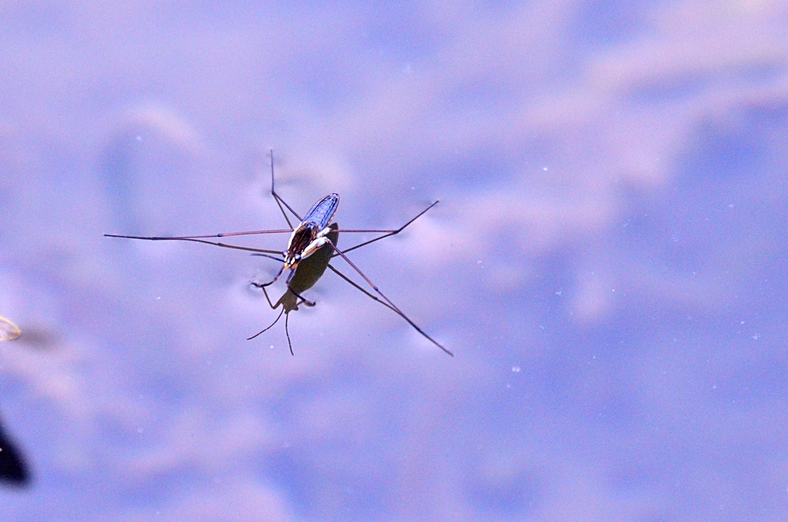 Gerris lacustris 19.07.2012 exifdate Common pond skater,Gerris lacustris