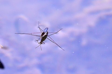 Gerris lacustris 19.07.2012 exifdate Common pond skater,Gerris lacustris