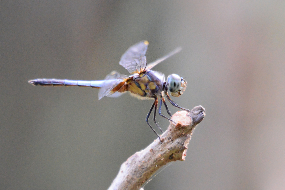 Brachydiplax chalybea  Brachydiplax chalybea,Geotagged,India,Winter,Yellow-patched lieutenant