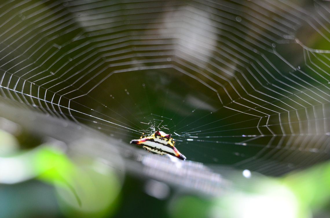 Gasteracantha geminata with spider net  Gasteracantha geminata,Geotagged,India,Oriental spiny orb-weaver,Winter