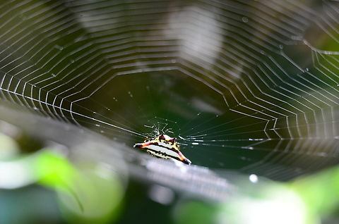 Gasteracantha geminata with spider net  Gasteracantha geminata,Geotagged,India,Oriental spiny orb-weaver,Winter