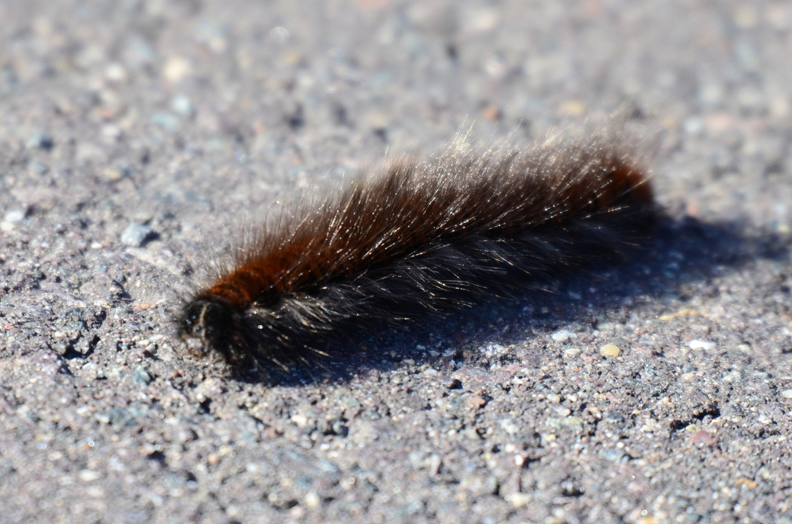 Macrothylacia rubi Catarpillar  Fox Moth,Geotagged,Germany,Macrothylacia rubi