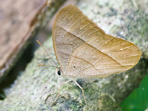 Antirhea taygetina cp https://www.gbif.org/species/1900017 Antirhea taygetina,Geotagged,Peru,Spring