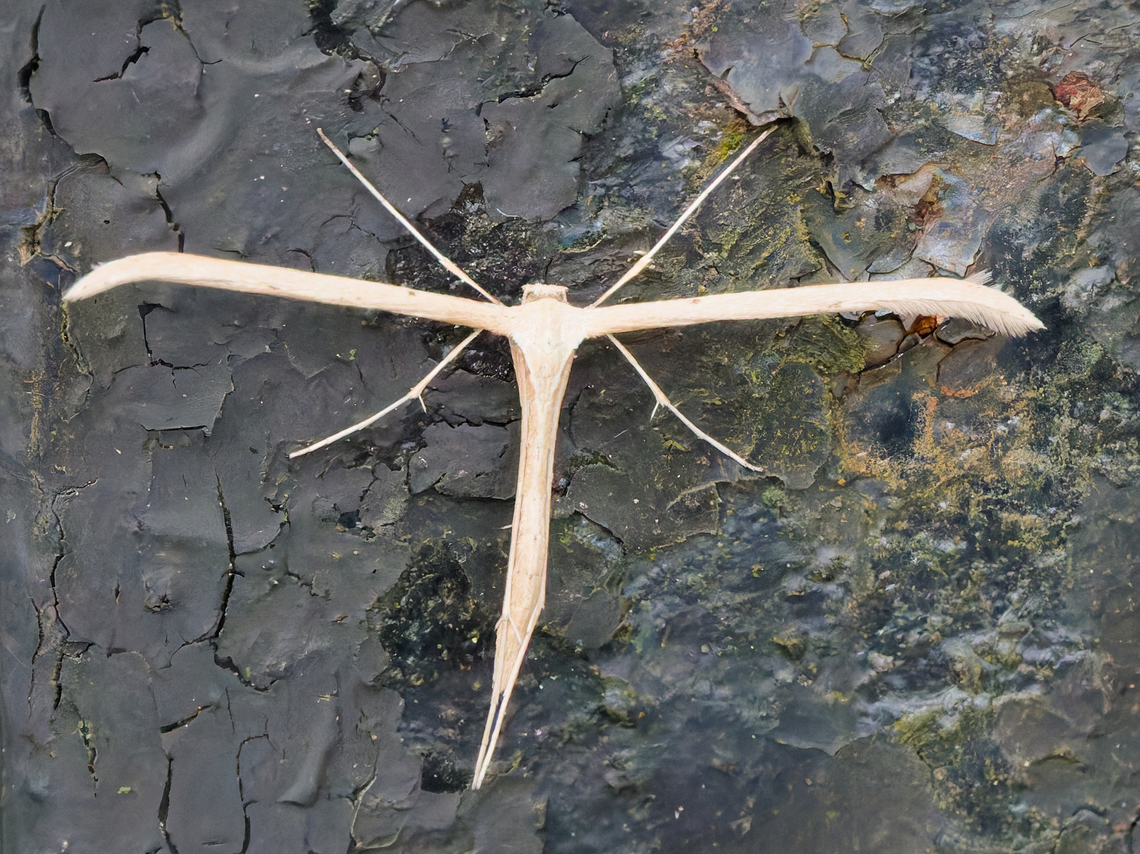 Emmelina monodactyla warming up on old rusty metal post Emmelina monodactyla,Geotagged,Germany,Morning glory plume moth,Spring