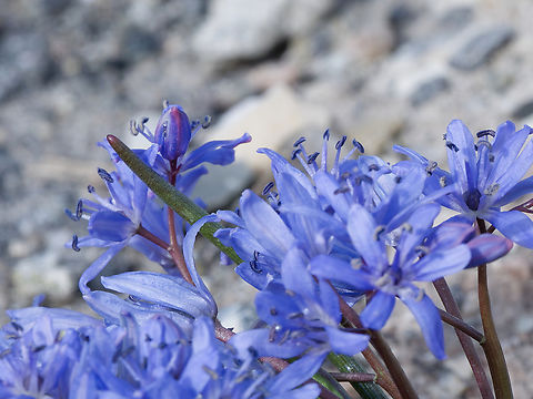 Scilla bifolia wild very close to asphalted road Alpine squill,Geotagged,Germany,Scilla bifolia,Spring