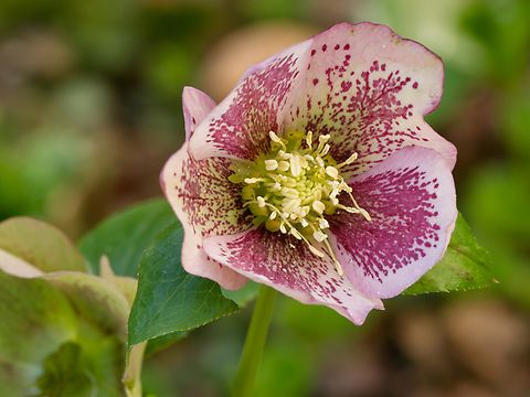 Helleborus orientalis  Geotagged,Germany,Green Hellebore,Helleborus orientalis,Spring