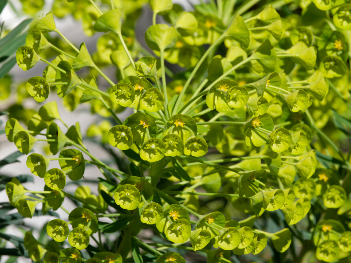 Euphorbia characias  Euphorbia characias,Geotagged,Germany,Spring,euphoriba characias