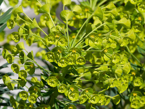 Euphorbia characias  Euphorbia characias,Geotagged,Germany,Spring,euphoriba characias