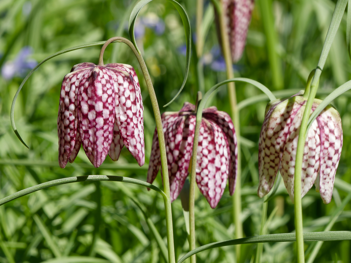Fritillaria meleagris  Fritillaria meleagris,Geotagged,Germany,Snakes Head Fritillary,Spring