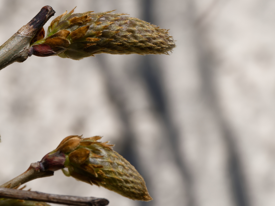Glycine Wisteria sinensis  Chinese wisteria,Geotagged,Germany,Spring,Wisteria sinensis