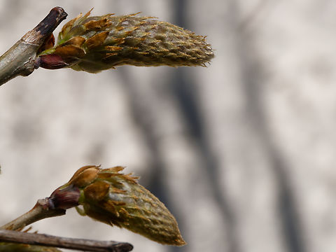 Glycine Wisteria sinensis  Chinese wisteria,Geotagged,Germany,Spring,Wisteria sinensis