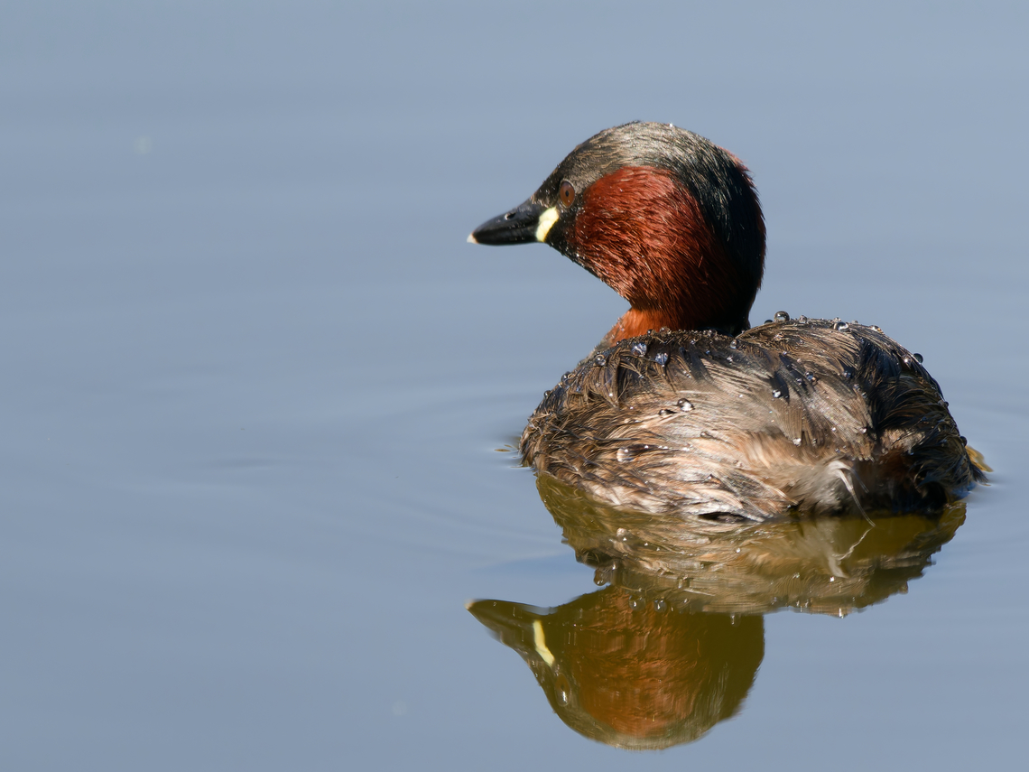Zwergtaucher  Geotagged,Germany,Little Grebe,Spring,Tachybaptus ruficollis