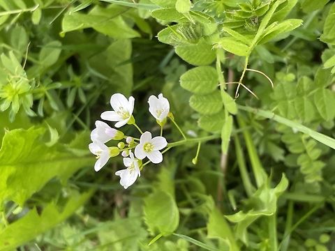 Cardamine pratensis  Cardamine pratensis,Cuckooflower,Geotagged,Germany,Spring