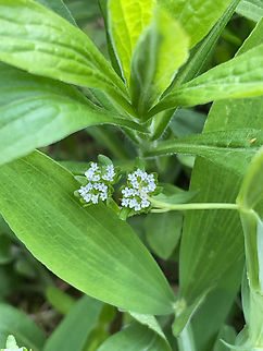 Vanerianella locusta  Geotagged,Germany,Spring,Valeriana locusta