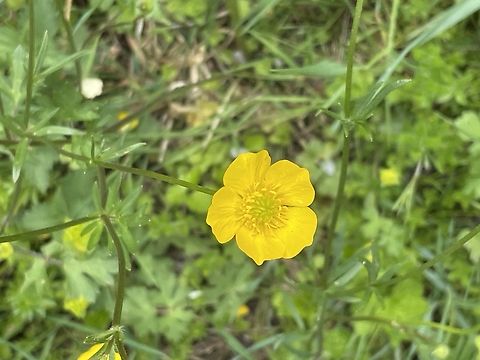 Ranunculus bulbosus Detail Bulbous Buttercup,Geotagged,Germany,Ranunculus bulbosus,Spring