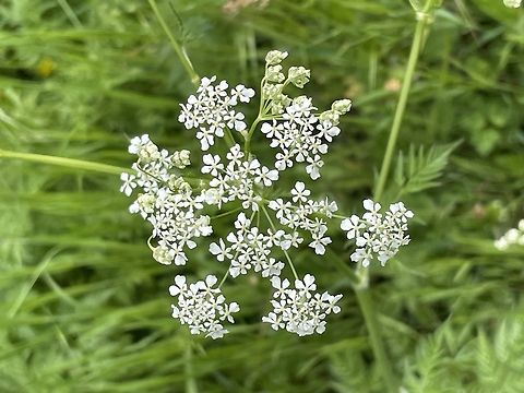 Anthriscus sylvestris  Anthriscus sylvestris,Cow parsley,Geotagged,Germany,Spring