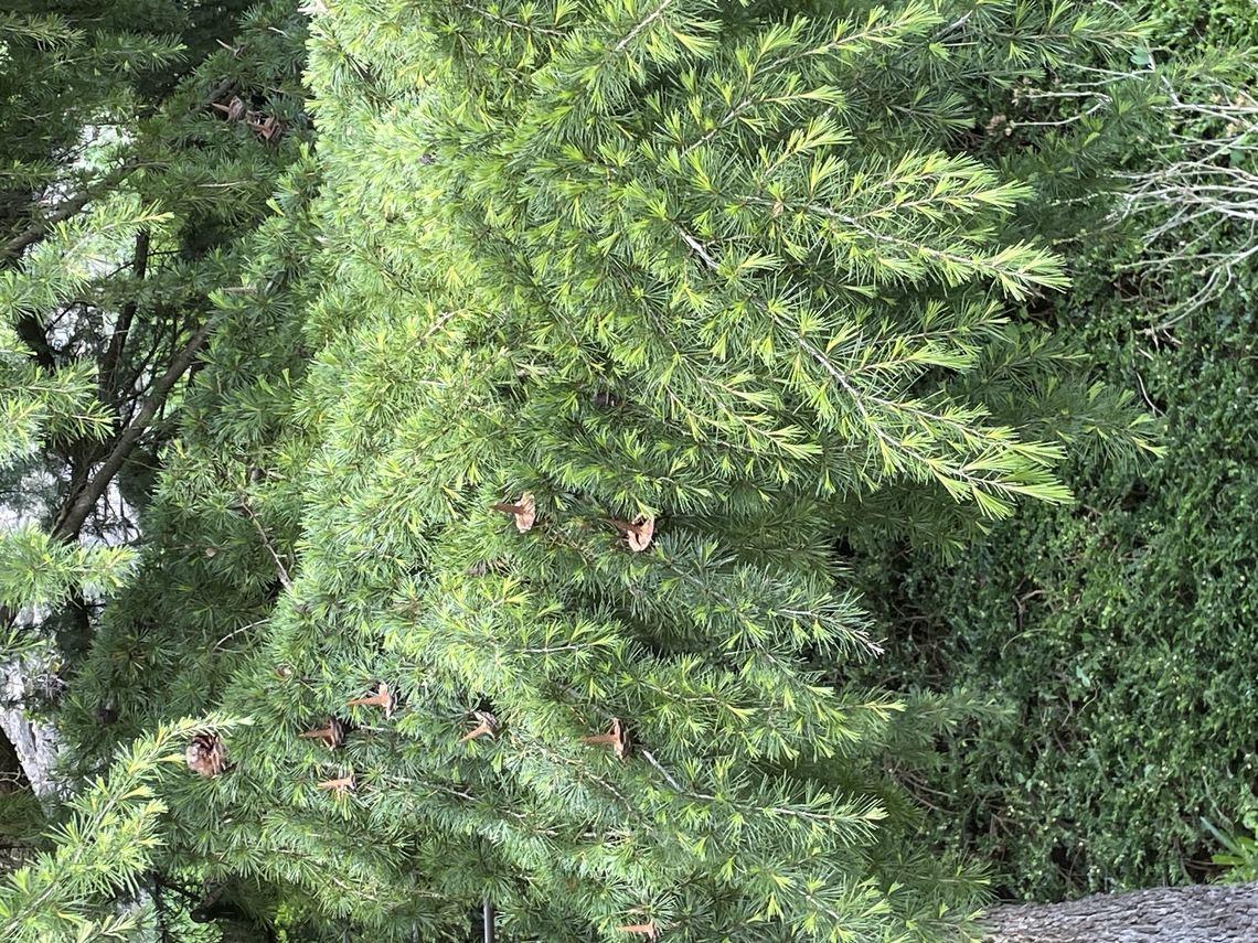 cedrus deodara Himalayan Cedar Cedrus deodara,Deodar cedar,Geotagged,Spring,Switzerland