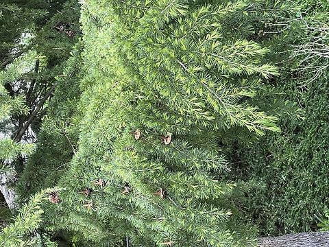 cedrus deodara Himalayan Cedar Cedrus deodara,Deodar cedar,Geotagged,Spring,Switzerland