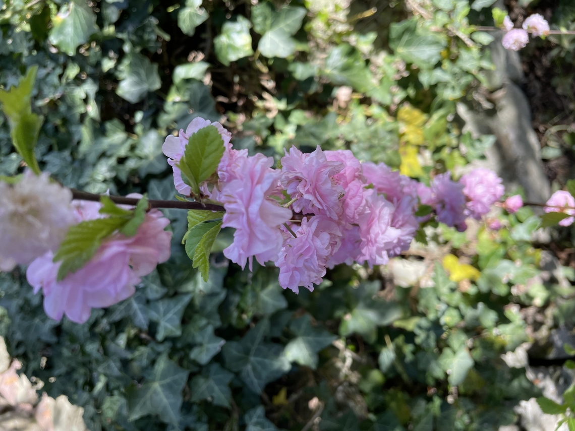 Prunus triloba  Geotagged,Germany,Prunus triloba,Spring