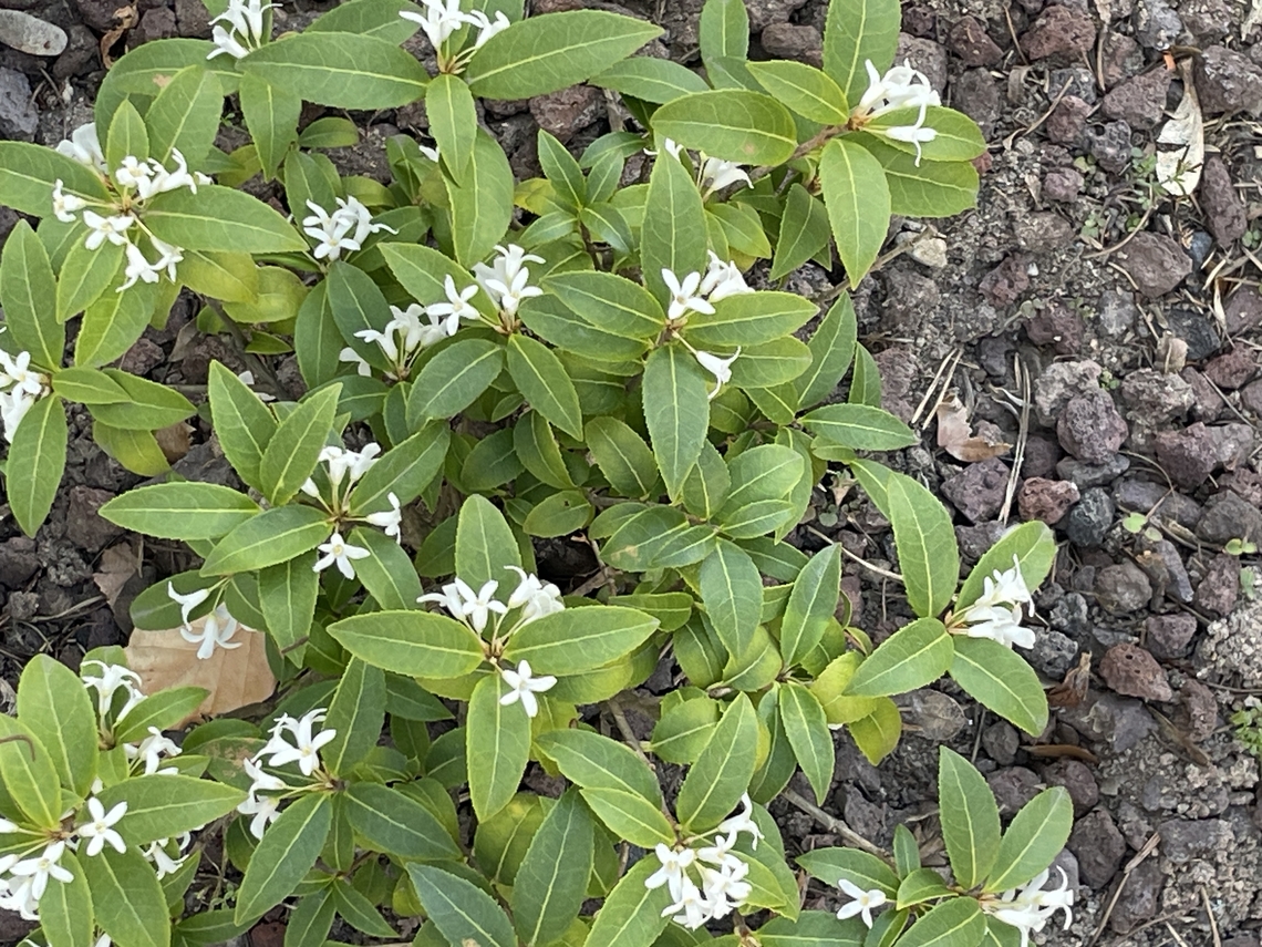 Osmanthus fragans  Geotagged,Germany,Osmanthus fragrans,Spring