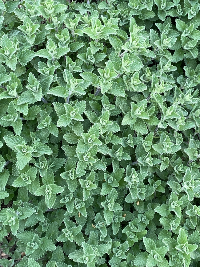 Teucrium chamaedrys  Geotagged,Germany,Spring,Teucrium chamaedrys,Wall Germander