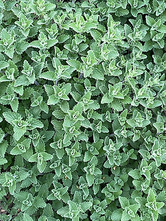 Teucrium chamaedrys  Geotagged,Germany,Spring,Teucrium chamaedrys,Wall Germander