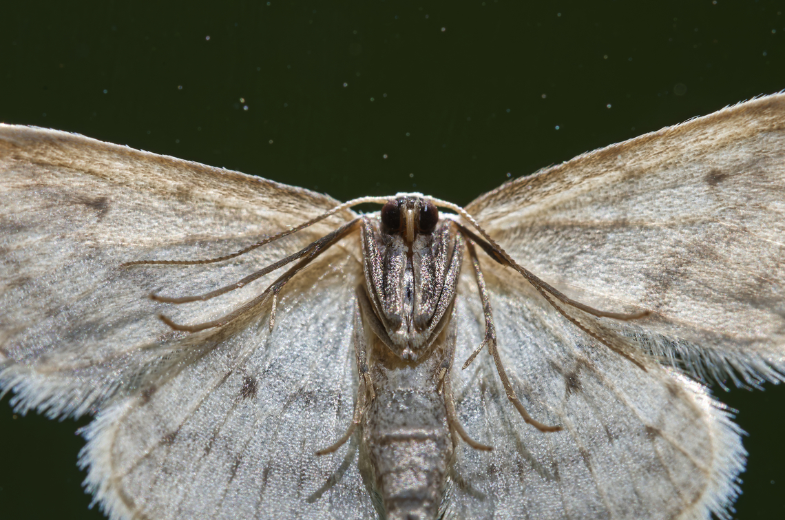 Idaea seriata Detail Geotagged,Germany,Idaea seriata,Small dusty wave,Spring