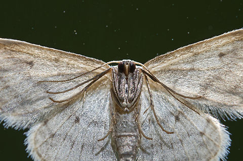 Idaea seriata Detail Geotagged,Germany,Idaea seriata,Small dusty wave,Spring
