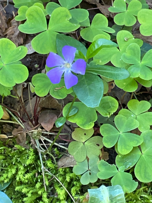 Vinca minor  Geotagged,Lesser periwinkle,Spring,Switzerland,Vinca minor