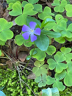Vinca minor  Geotagged,Lesser periwinkle,Spring,Switzerland,Vinca minor
