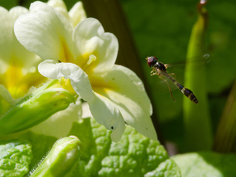 Baccha elongata  Baccha elongata,Common Dainty,Geotagged,Germany,Spring