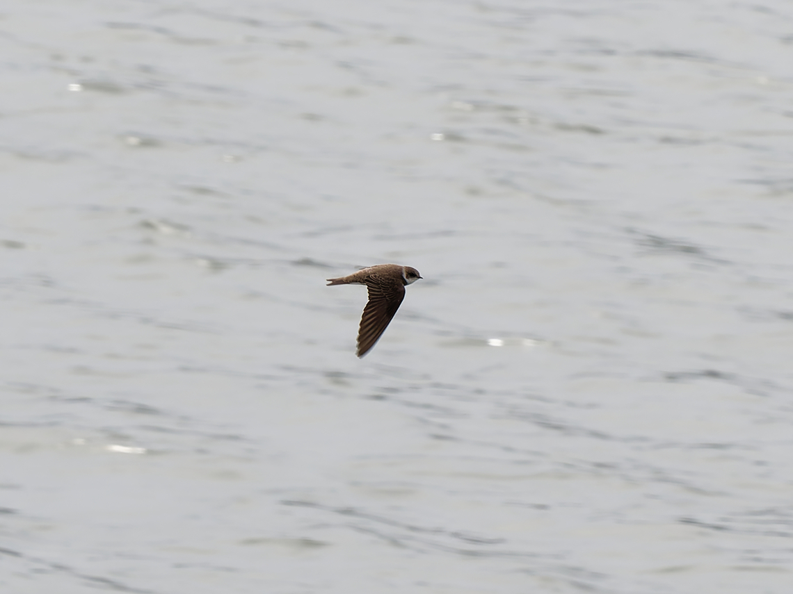 Riparia riparia  Geotagged,Germany,Riparia riparia,Sand martin,Spring