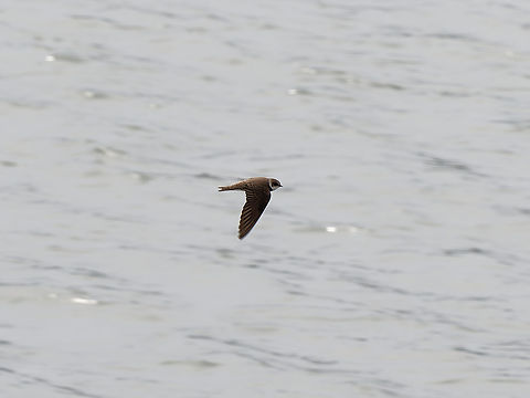 Riparia riparia  Geotagged,Germany,Riparia riparia,Sand martin,Spring