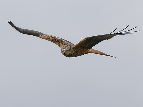 Milvus milvus  Geotagged,Germany,Milvus milvus,Red kite,Spring