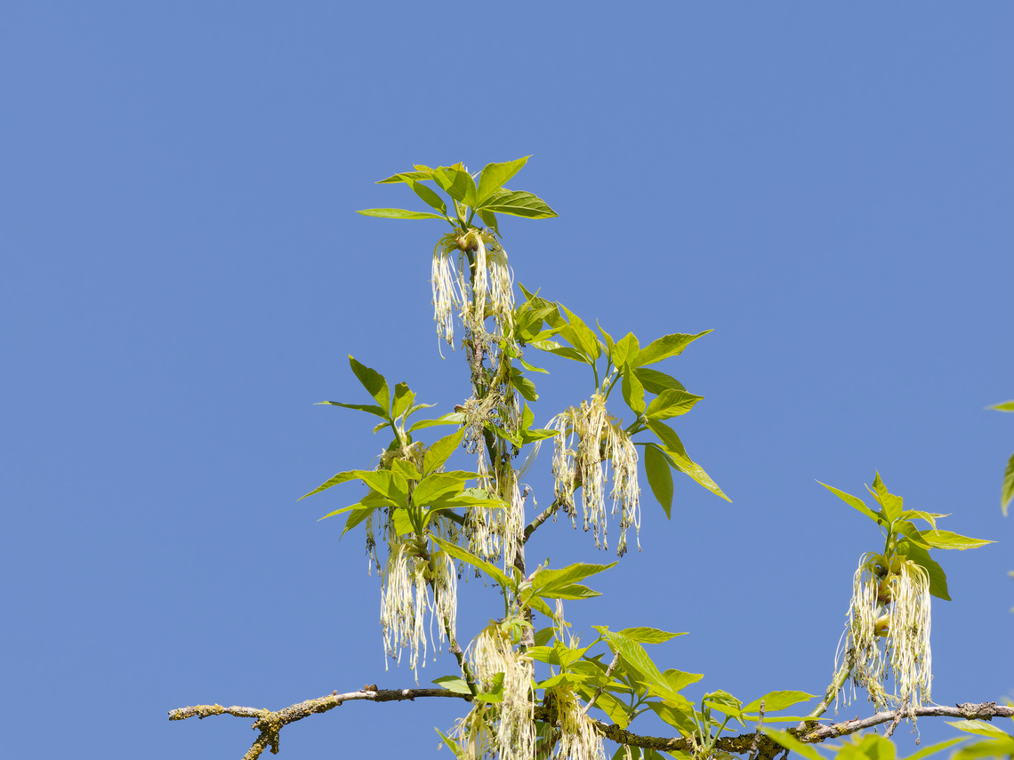 Acer negundo Schlossgarten Acer negundo,Boxelder Maple,Geotagged,Germany,Spring