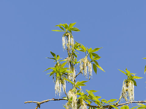 Acer negundo Schlossgarten Acer negundo,Boxelder Maple,Geotagged,Germany,Spring