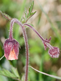 Geum rivale  Geotagged,Germany,Geum rivale,Spring,Water avens