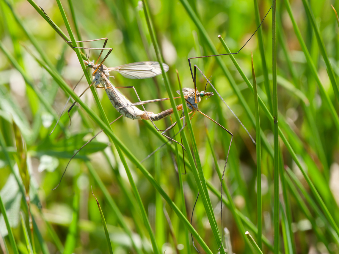 Tipula vernalis copula Geotagged,Germany,Spring,Tipula vernalis