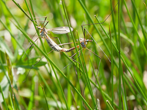 Tipula vernalis copula Geotagged,Germany,Spring,Tipula vernalis