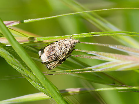 Celypha lacunana  Geotagged,Germany,Spring,Syricoris lacunana