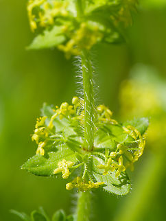 Cruciata laevipes Detail out of HiRes photography Crosswort,Cruciata laevipes,Geotagged,Germany,Spring