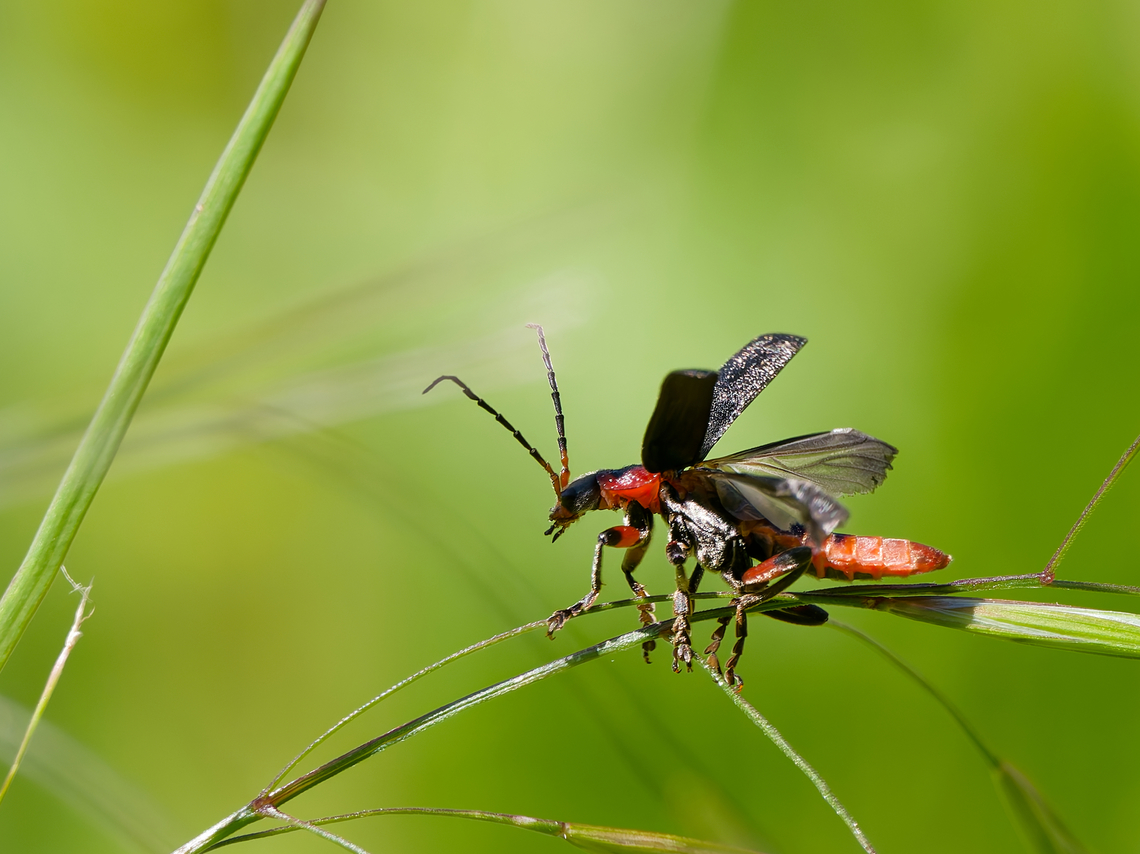 Cantharis rustica preparing for take off! Cantharis rustica,Geotagged,Germany,Rustic Sailor Beetle,Spring