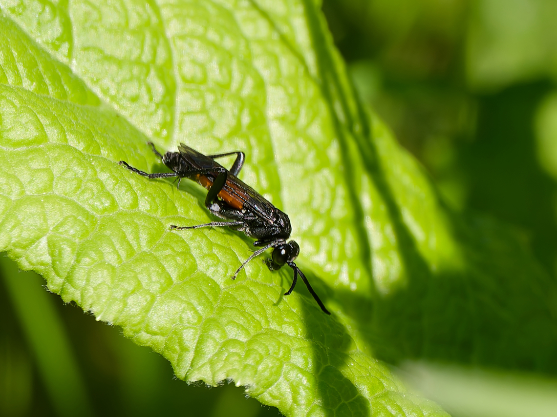 Macrophya anulata cp. <a href="https://www.naturespot.org/species/macrophya-annulata" rel="nofollow">https://www.naturespot.org/species/macrophya-annulata</a> Geotagged,Germany,Macrophya anulata,Spring