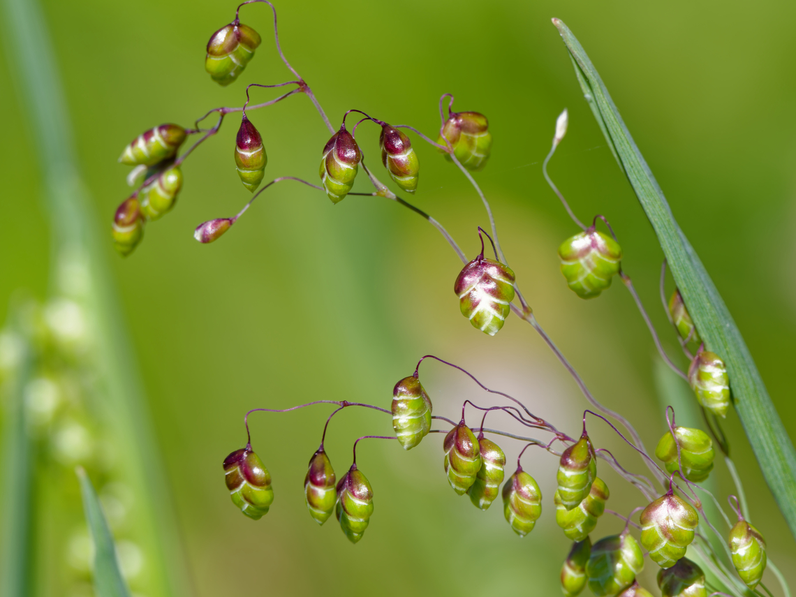 Briza media Detail out of Hi-Res photography Briza media,Geotagged,Germany,Quaking-grass,Spring