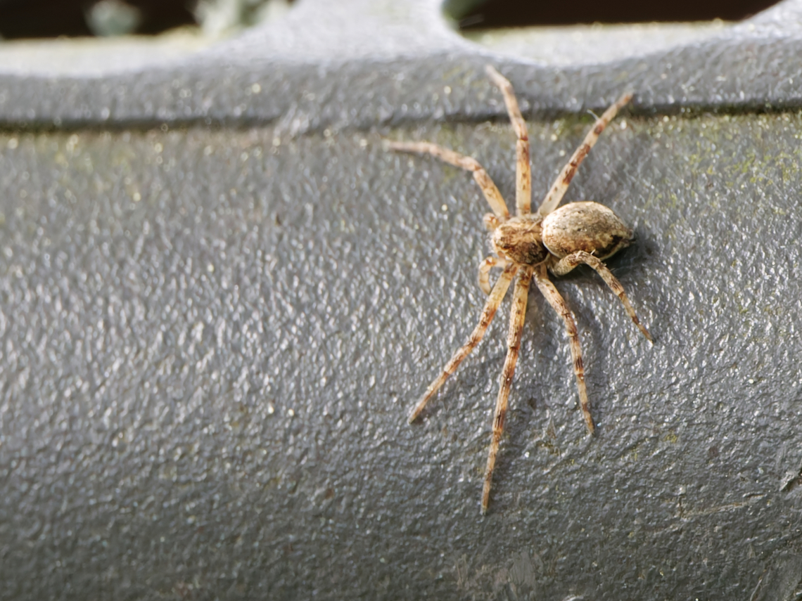 Philodromus cespitum  Geotagged,Germany,Philodromus cespitum,Spring