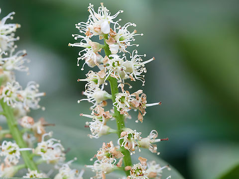 Prunus laurocerasus Detail of flower Geotagged,Germany,Prunus laurocerasus,Spring
