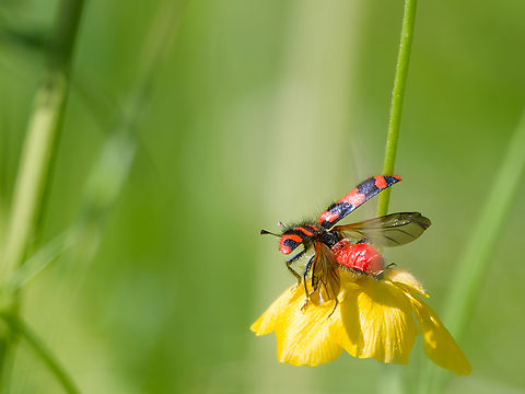 Trichodes alvearius deciding to lift off Geotagged,Germany,Spring,Trichodes alvearius