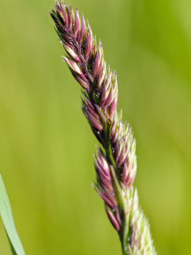 Dactylis glomerata  Dactylis glomerata,Geotagged,Germany,Orchard Grass,Spring