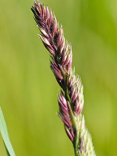 Dactylis glomerata  Dactylis glomerata,Geotagged,Germany,Orchard Grass,Spring