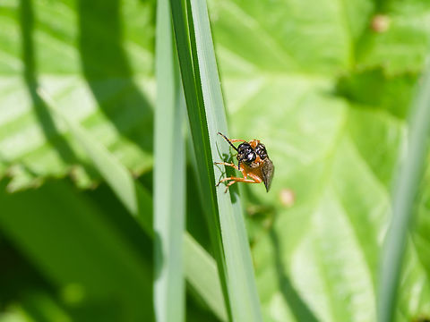 Selandria serva  Geotagged,Germany,Selandria serva,Spring